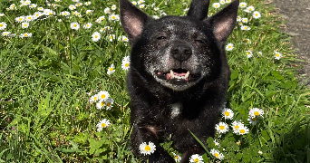 axelle pet sitter à Vertou 44120_2