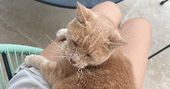 lucie pet sitter à NANTERRE 92000_0
