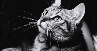 manon pet sitter à GUJAN MESTRAS 33470_3