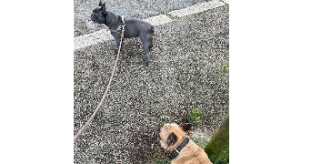 bastien pet sitter à LONGUENEE EN ANJOU 49770_3