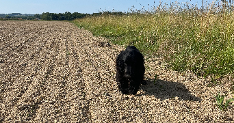 heather pet sitter à ABOS 64360