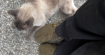 alizée pet sitter à STRASBOURG 67000_1