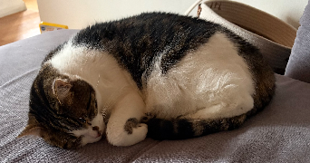 Sandra pet sitter à Gomelange 57220_5