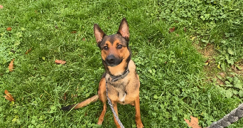 delphine pet sitter à ST DIZIER 52100_1