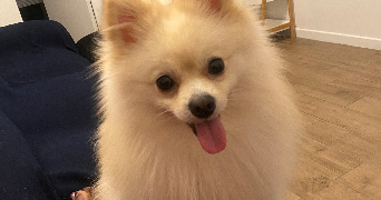 assita pet sitter à MANTES LA JOLIE 78200_1