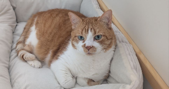 inès pet sitter à CHALONS EN CHAMPAGNE 51000_3