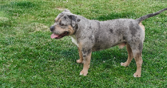 celine pet sitter à MARCHEMORET 77230_2
