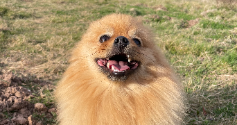 cloé pet sitter à ST RAPHAEL 83700_2