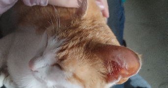 tiziri cat sitter à PARIS 15 75015_2