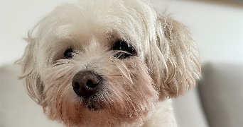 karine dog sitter à BOULOGNE BILLANCOURT 92100_1