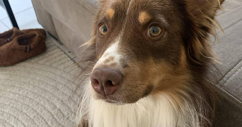 lena pet sitter à ANGERS 49000_4