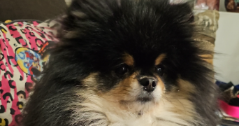 julie pet sitter à ANNECY 74600_9