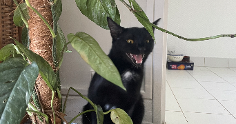 eva pet sitter à BAILLY ROMAINVILLIERS 77700_4