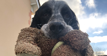 lucas pet sitter à CHAMPFLEUR 72610_3