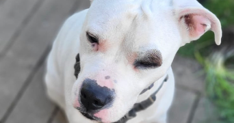 margaux pet sitter à ST PIERRE EN FAUCIGNY 74800_3