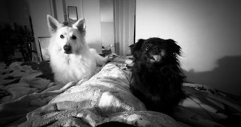 magali pet sitter à CORRENS 83570_1