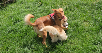 laurette pet sitter à PAU 64000_3