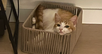 maylis pet sitter à Montauban 82000_2