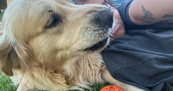 lena pet sitter à MAUREPAS 78310_3