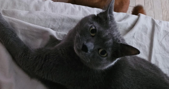 laura pet sitter à VILLEPINTE 93420_3