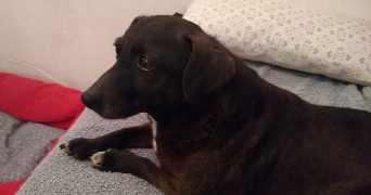 naomie pet sitter à LILLE 59260_3