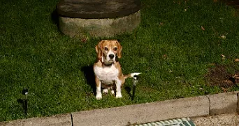 alexandra dog sitter à AVRAINVILLE 88130