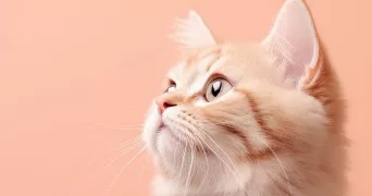 léa pet sitter à BEUVRAGES 59192