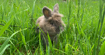 sarah pet sitter à POITIERS 86000_3