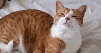 jeanne pet sitter à TROYES 10000_1