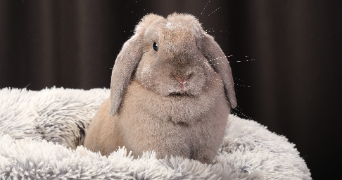 tiffany pet sitter à ALLEX 26400_11