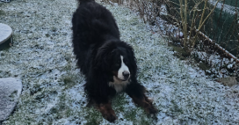 camille pet sitter à MONS EN BAROEUL 59370_7