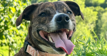 angélique pet sitter à Grammond 42140_1