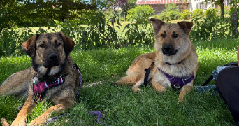 lucas pet sitter à TOURS 37100_2