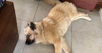 léa pet sitter à MONT ST AIGNAN 76130_7