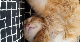cindy pet sitter à  90130