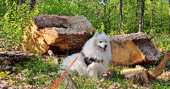 léone pet sitter à ST GERMAIN EN LAYE 78100_2