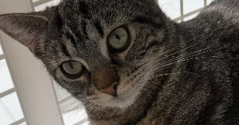 sirine pet sitter à STRASBOURG 67100