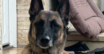 maeva pet sitter à Lyon 69005_5