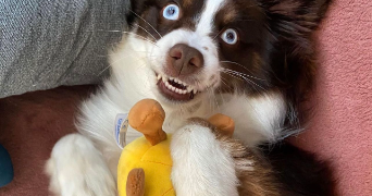 maelys pet sitter à TALENCE 33400_1