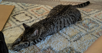 camille cat sitter à LYON 07 69007_2
