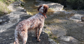 marine pet sitter à PRIVAS 07000_1