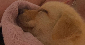 chloé pet sitter à DOUAI 59500_2