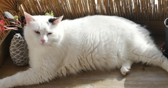 marion cat sitter à ANNECY 74960_2
