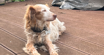 eléa pet sitter à ST GEORGES DU BOIS 72700_7