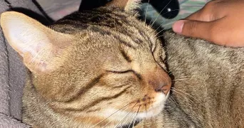 ashley pet sitter à CORBEIL ESSONNES 91100