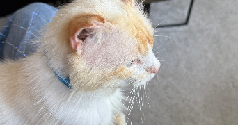 méline pet sitter à BREST 29200_3