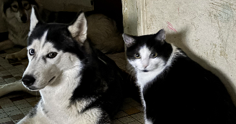 camille pet sitter à ALENCON 61000_2