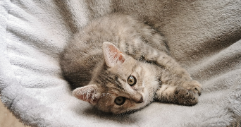 ophélie pet sitter à Draveil 91210_1