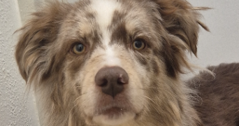 dylan pet sitter à COMMERCY 55200_0