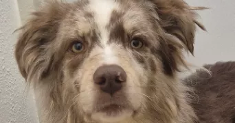 dylan pet sitter à COMMERCY 55200